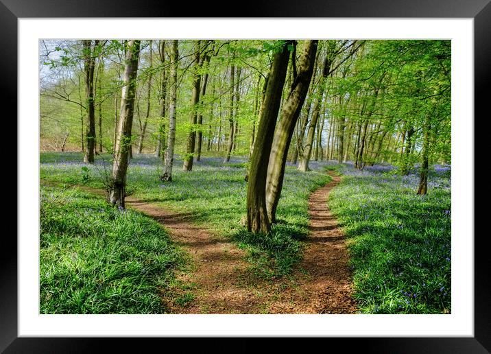 Paths through the Bluebells Framed Mounted Print by Diana Mower