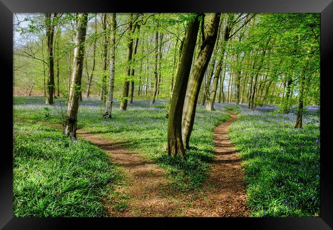 Paths through the Bluebells Framed Print by Diana Mower