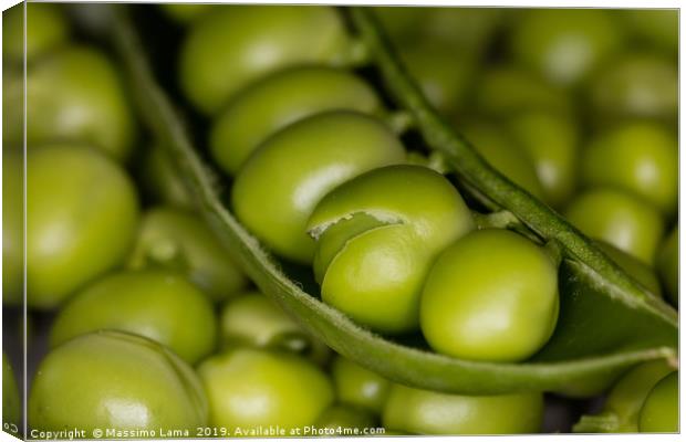 Fresh green peas  Canvas Print by Massimo Lama