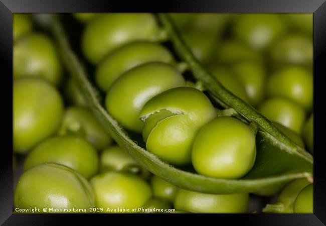 Fresh green peas  Framed Print by Massimo Lama