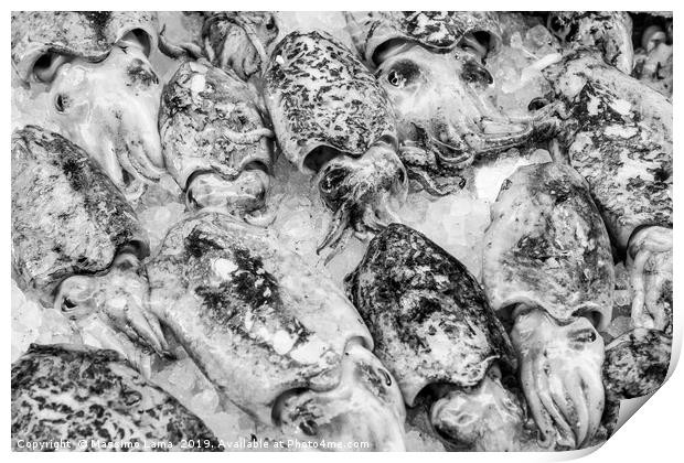 Cuttlefish in open seamarket Print by Massimo Lama