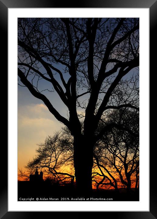 Greenwich Park Sunset    Framed Mounted Print by Aidan Moran