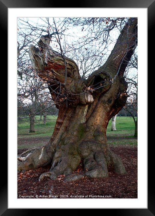 Sweet Chestnut Tree   Framed Mounted Print by Aidan Moran