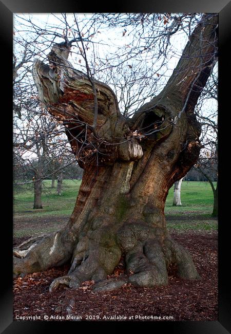 Sweet Chestnut Tree   Framed Print by Aidan Moran