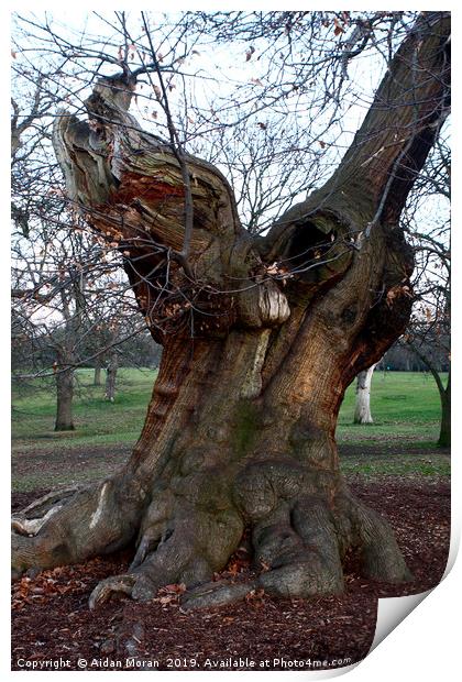 Sweet Chestnut Tree   Print by Aidan Moran