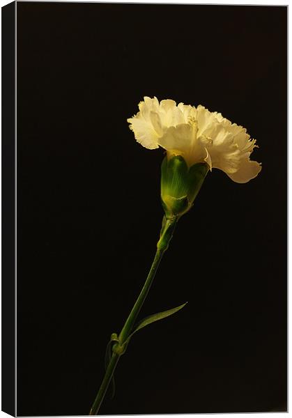 Yellow Carnation Canvas Print by Jacqi Elmslie