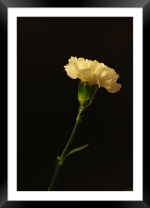 Yellow Carnation Framed Mounted Print by Jacqi Elmslie