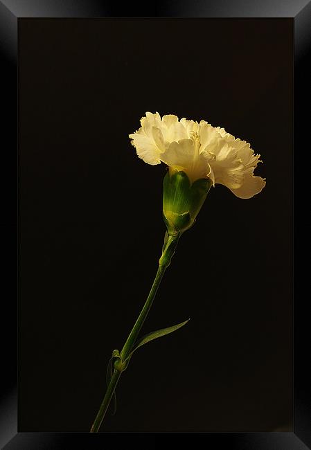 Yellow Carnation Framed Print by Jacqi Elmslie