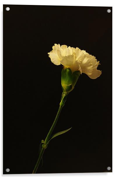 Yellow Carnation Acrylic by Jacqi Elmslie