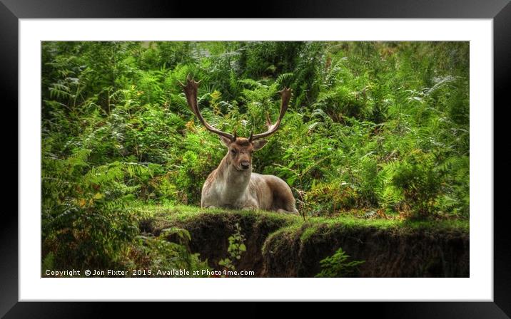 Stag Resting  Framed Mounted Print by Jon Fixter