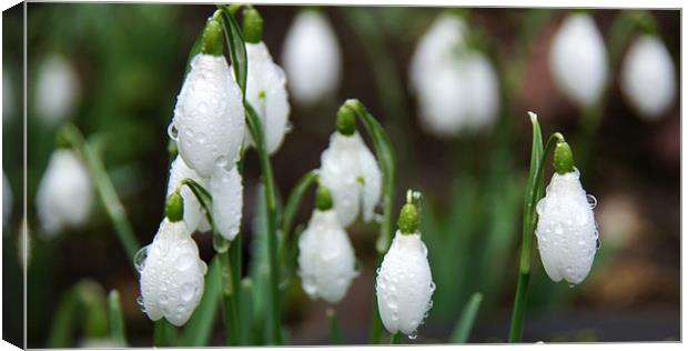 Snowdrops Canvas Print by Sheryl Brown