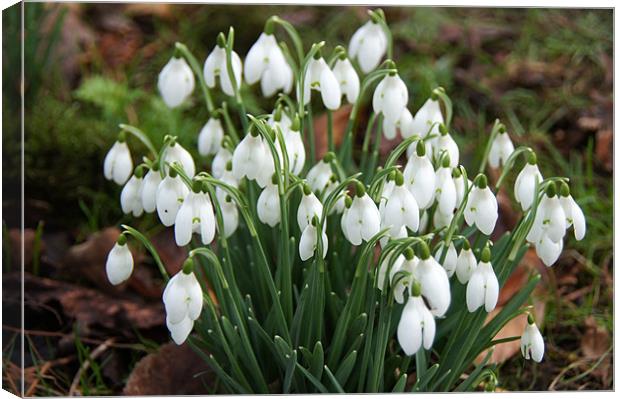 Snowdrops Canvas Print by Sheryl Brown