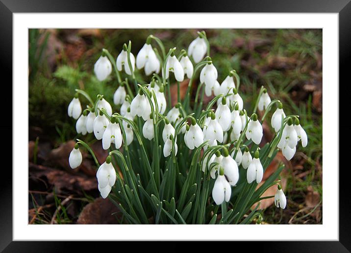Snowdrops Framed Mounted Print by Sheryl Brown