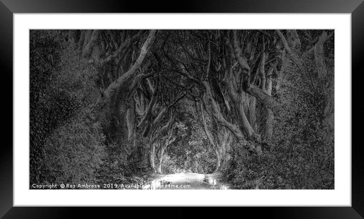 The Dark Hedges Ballymoney County Antrim Framed Mounted Print by Ros Ambrose
