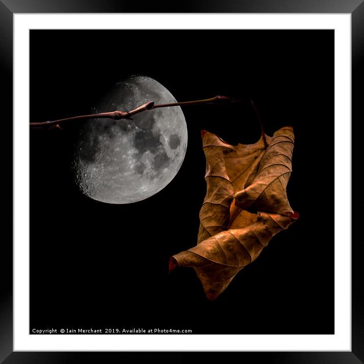Autumn Moon Framed Mounted Print by Iain Merchant