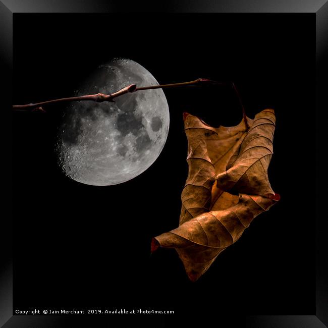 Autumn Moon Framed Print by Iain Merchant