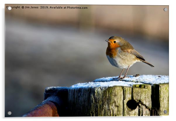 Fluffed up Robin on a frosty gatepost Acrylic by Jim Jones