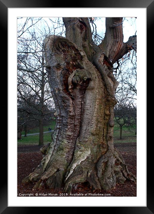 Sweet Chestnut Tree in Greenwich Park, London   Framed Mounted Print by Aidan Moran