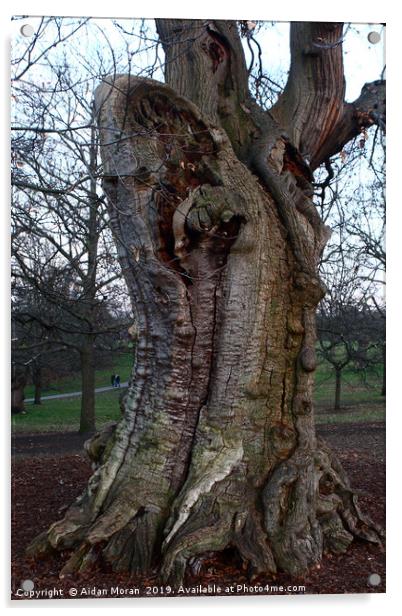Sweet Chestnut Tree in Greenwich Park, London   Acrylic by Aidan Moran