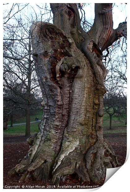 Sweet Chestnut Tree in Greenwich Park, London   Print by Aidan Moran