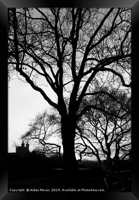 Tree Silhouette at Greenwich Park, London   Framed Print by Aidan Moran
