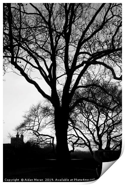 Tree Silhouette at Greenwich Park, London   Print by Aidan Moran