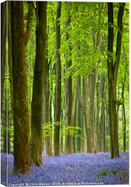 Bluebells in West Wood Marlborough Wiltshire Canvas Print by Chris Warren