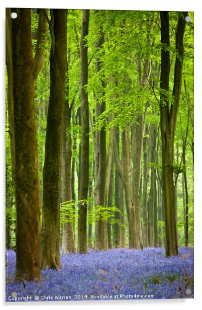 Bluebells in West Wood Marlborough Wiltshire Acrylic by Chris Warren