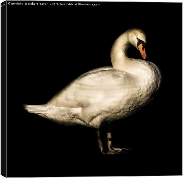 Mute Swan Portrait. Canvas Print by richard sayer