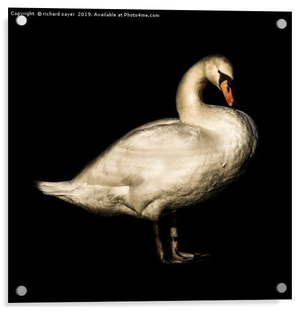 Mute Swan Portrait. Acrylic by richard sayer