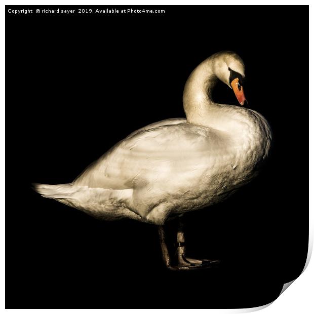 Mute Swan Portrait. Print by richard sayer