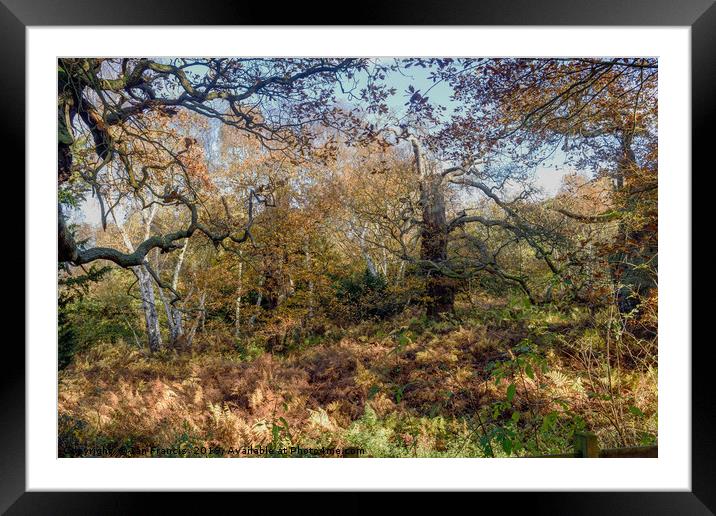 English Oak woodland in Autumn. Framed Mounted Print by Ian Francis