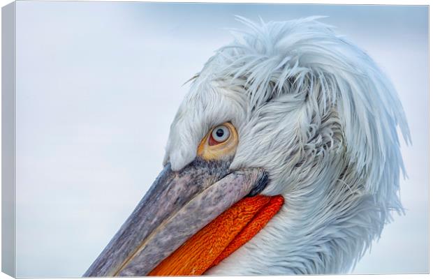 Pelican Closeup Canvas Print by Val Saxby LRPS