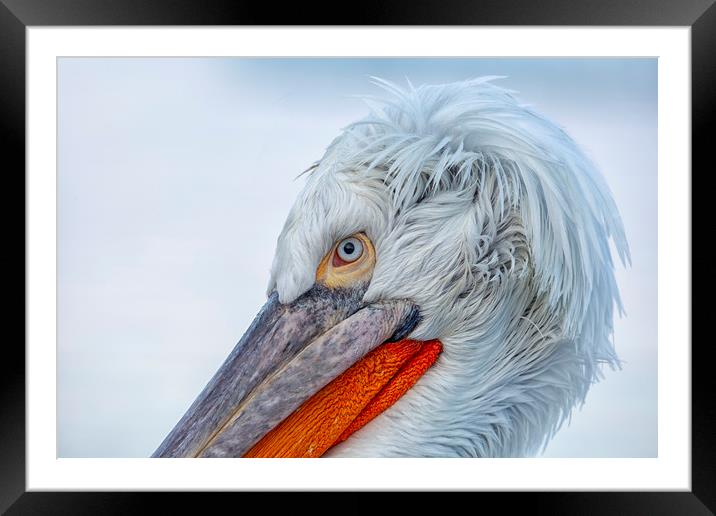 Pelican Closeup Framed Mounted Print by Val Saxby LRPS
