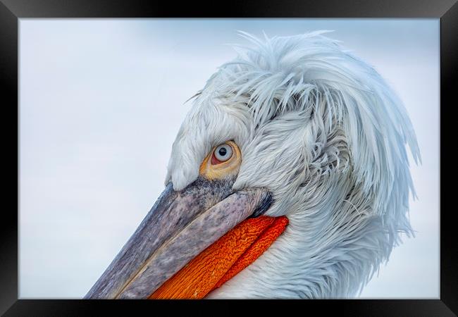 Pelican Closeup Framed Print by Val Saxby LRPS