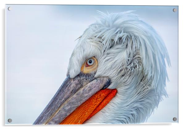 Pelican Closeup Acrylic by Val Saxby LRPS
