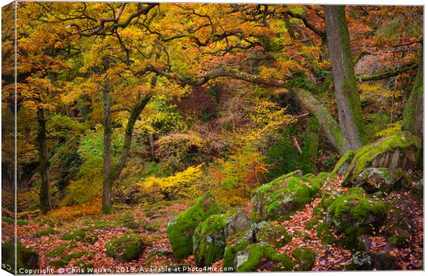 Woodland at Aira Force Ullswater autumn colour Canvas Print by Chris Warren