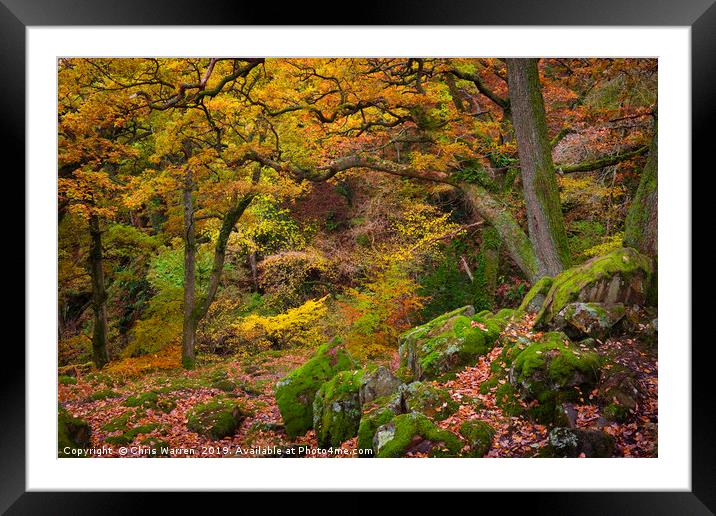 Woodland at Aira Force Ullswater autumn colour Framed Mounted Print by Chris Warren