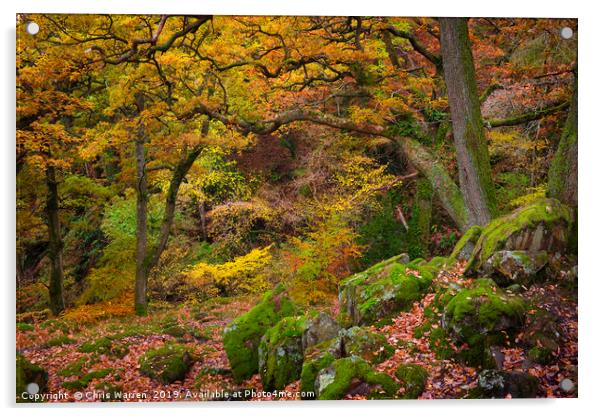 Woodland at Aira Force Ullswater autumn colour Acrylic by Chris Warren
