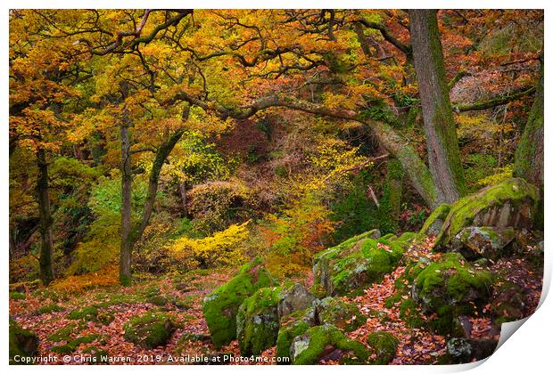 Woodland at Aira Force Ullswater autumn colour Print by Chris Warren