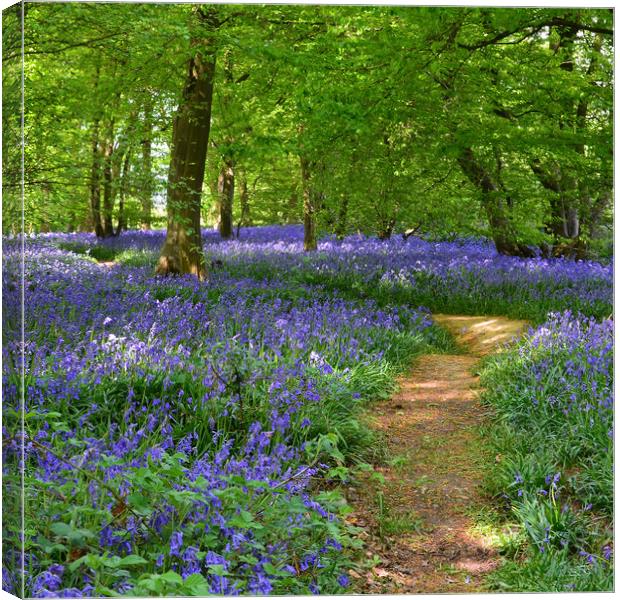 Native English Bluebells Canvas Print by Diana Mower