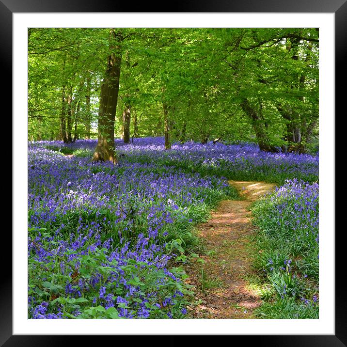 Native English Bluebells Framed Mounted Print by Diana Mower