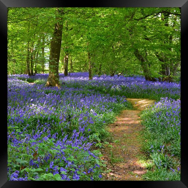 Native English Bluebells Framed Print by Diana Mower