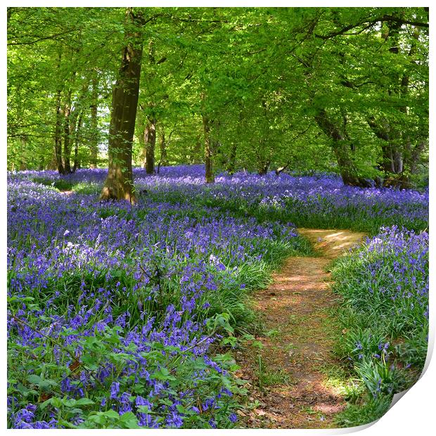 Native English Bluebells Print by Diana Mower