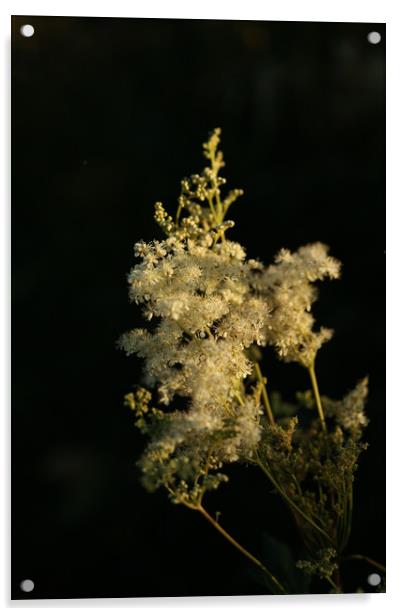 Meadowsweet in Evening Light Acrylic by LIZ Alderdice