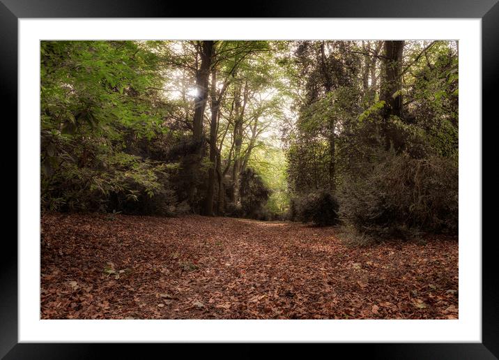 Apley Woods Framed Mounted Print by simon alun hark