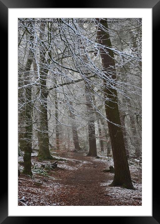 Winter woodland Framed Mounted Print by Andrew Heaps
