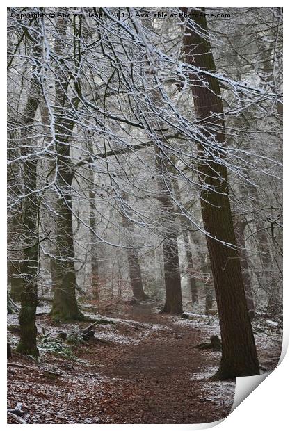 Winter woodland Print by Andrew Heaps