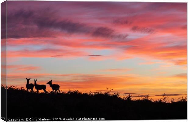 Red deer at sunset - silhouette  Canvas Print by Chris Warham