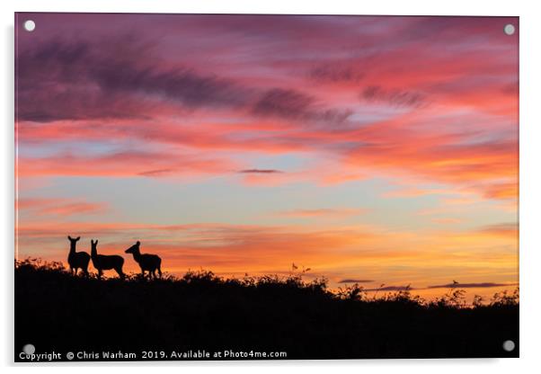 Red deer at sunset - silhouette  Acrylic by Chris Warham